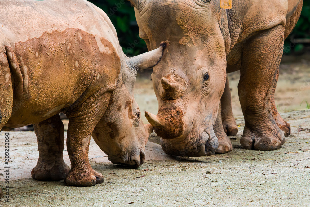 Obraz premium White Rhinos