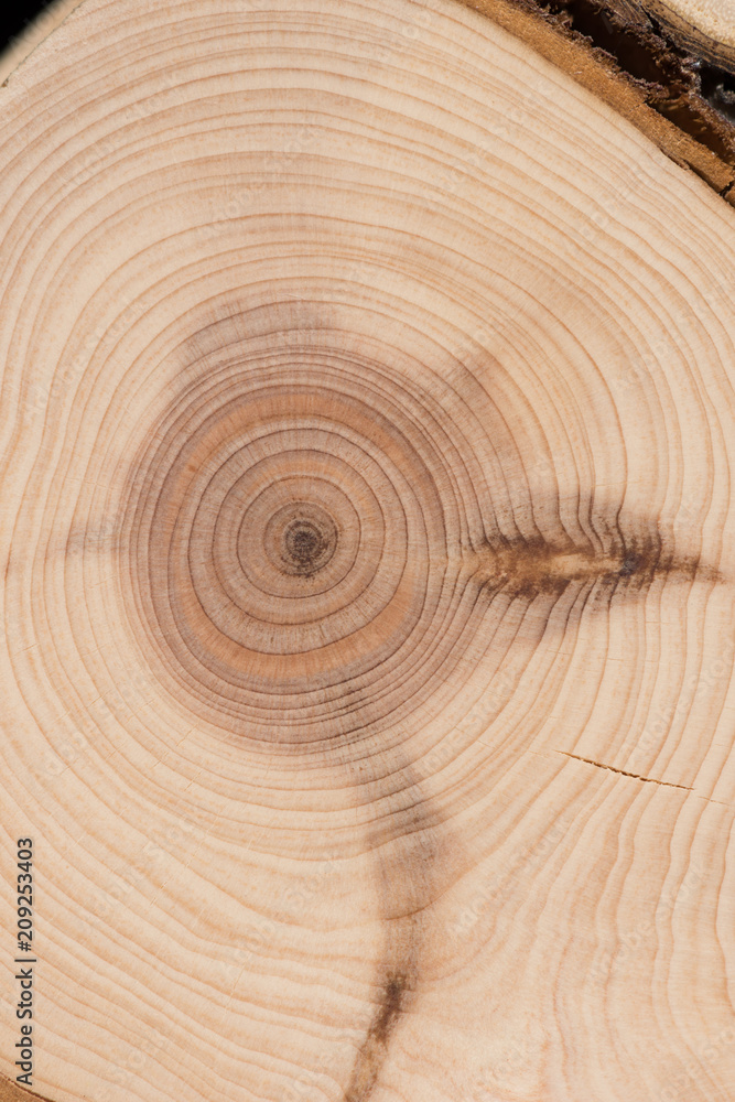 Fototapeta premium Juniper core macro