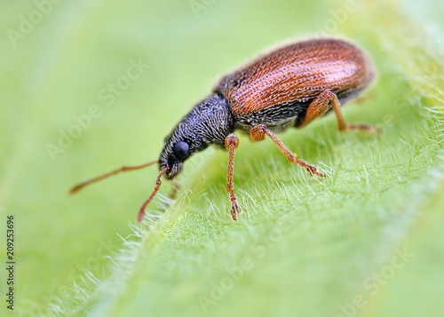 Very small weevil rest on green leafs with blurry green background. Macro closeup image of european tiny beetle