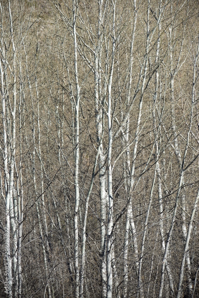 Poplar forest view