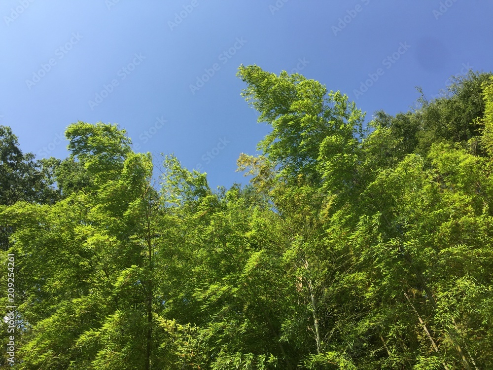 Obraz premium 緑と空