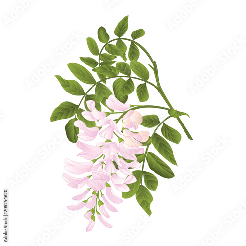 Locust tree twig with leaves and flowers vintage vector illustration editabe hand draw