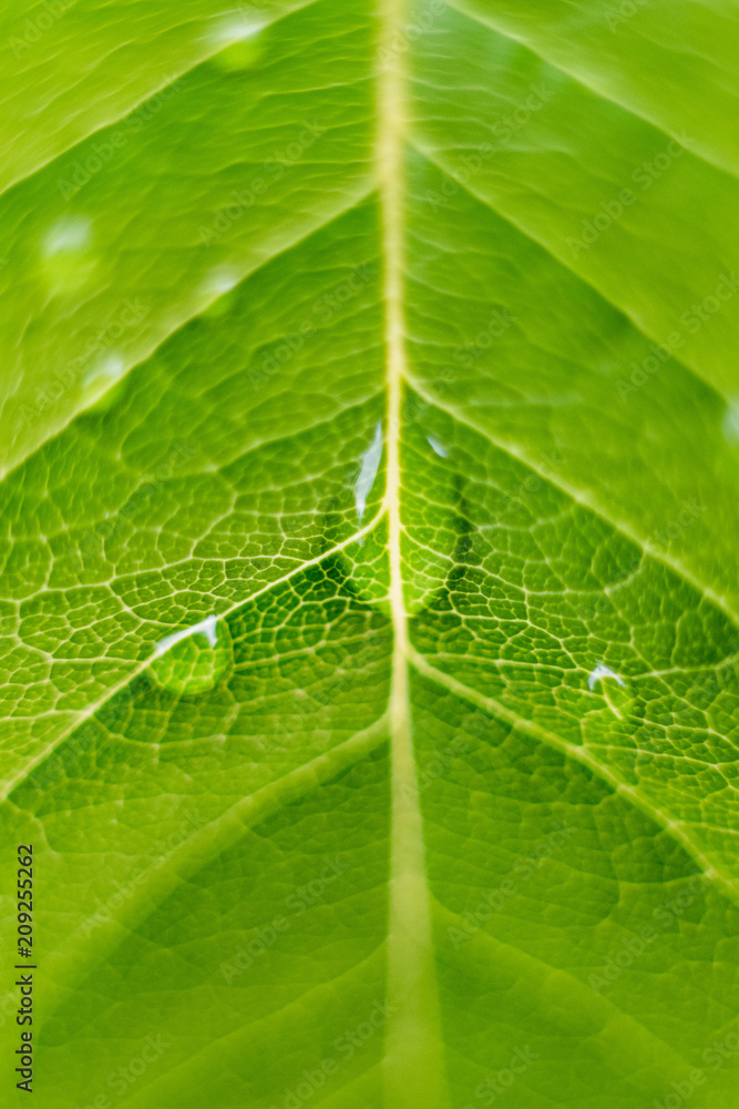 Obraz premium Goutte d'eau sur feuille