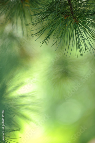 Swiss pine  Pinus cembra  needles against defocused background.