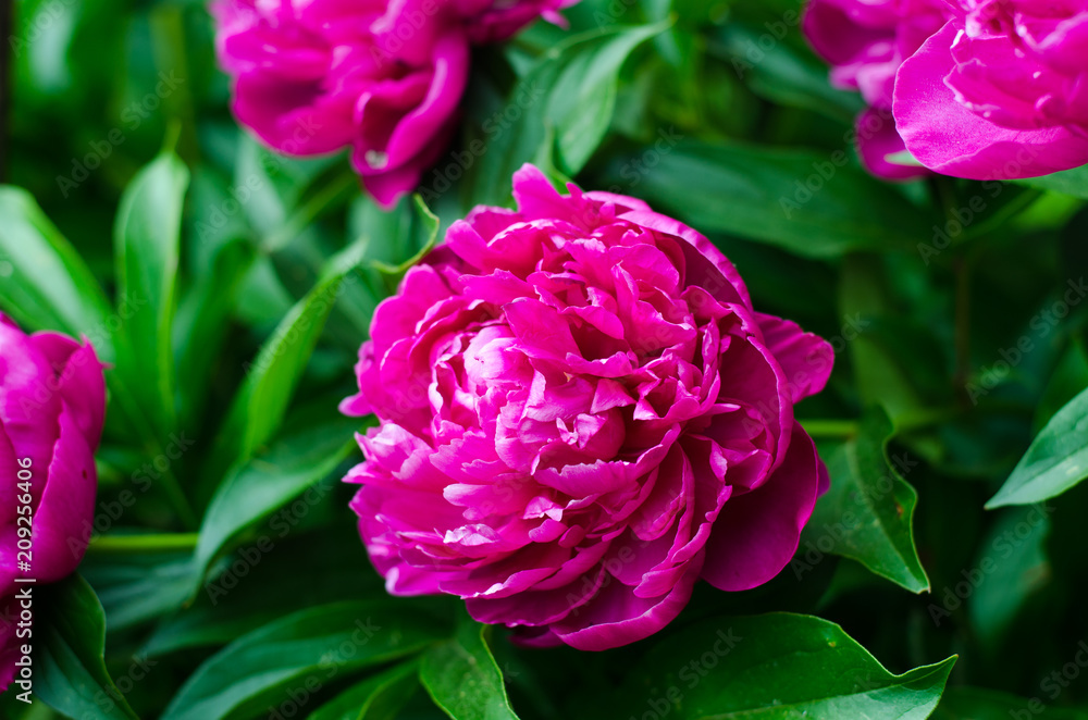 Garden peonies closeup Garden peonies closeup