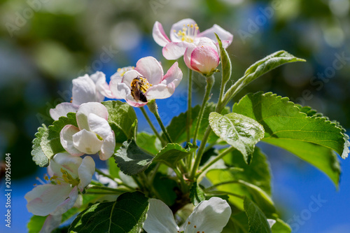 Close up apple blossom white flowers and blue sky spring background