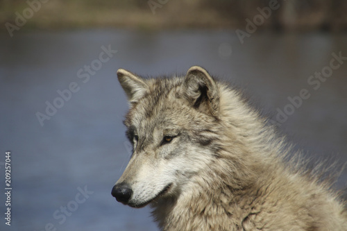 Wolf Relaxing in the Sun