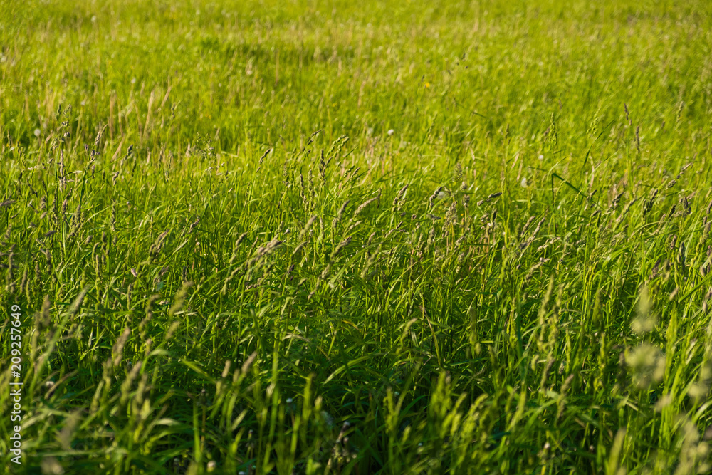 Fresh green grass Fresh green grass