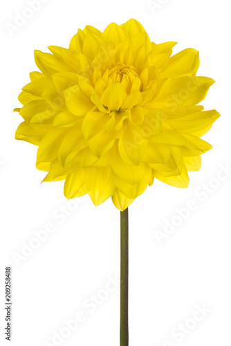 Fototapeta Naklejka Na Ścianę i Meble -  dahlia flower isolated