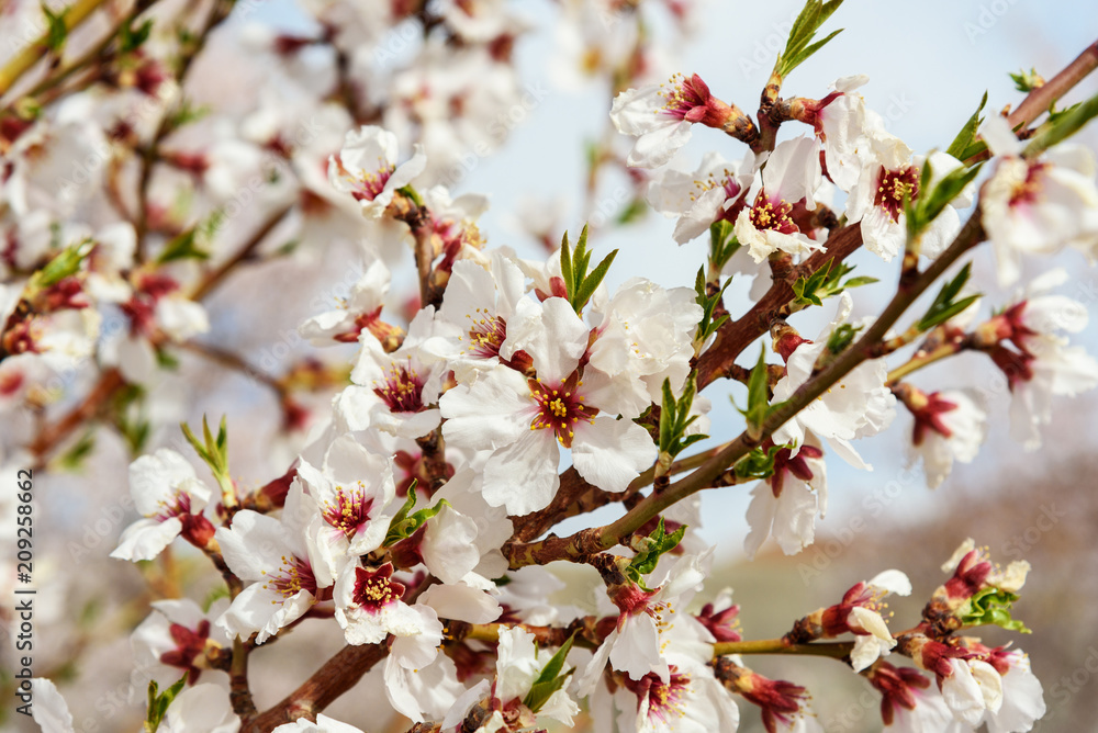 Obraz premium Blooming almond tree