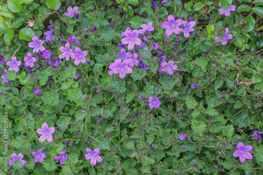 campanules violettes