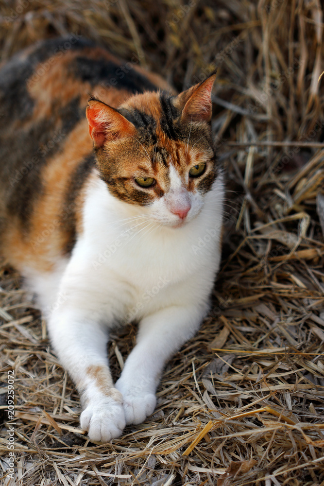 Portrait of feral tricolor cat in the countryside