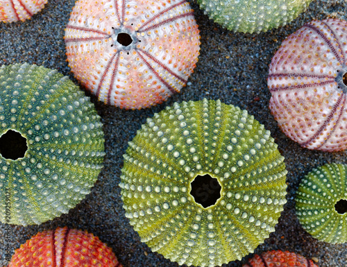 collection of colorful sea urchins on sand beach