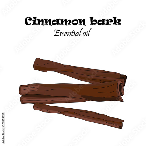 Vector drawn cinnamon bark. Essential oil design. Package design idea.