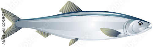 Herring fish realistic vector illustration on a white background