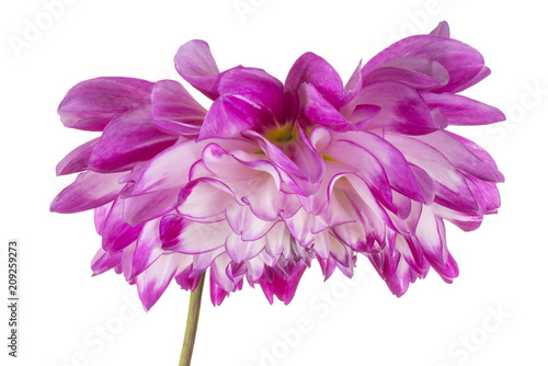 Fototapeta Naklejka Na Ścianę i Meble -  dahlia flower isolated
