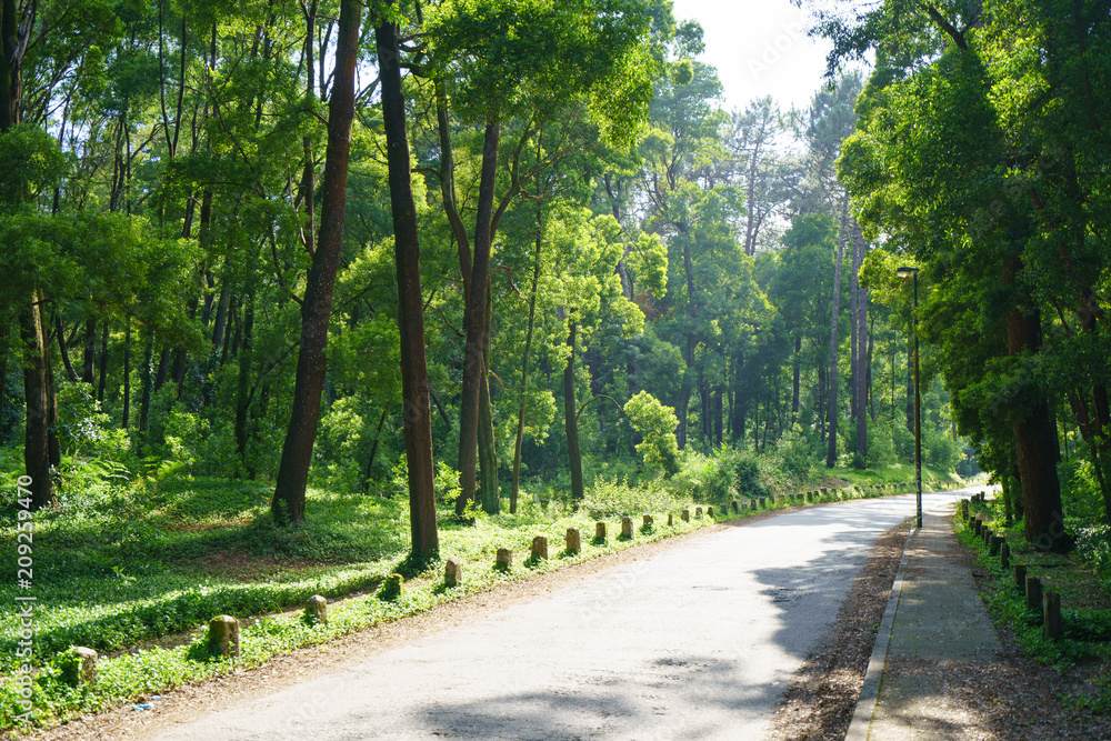 Asphalt road through the forest in Northern Portugal Asphalt road through the forest in Northern Portugal