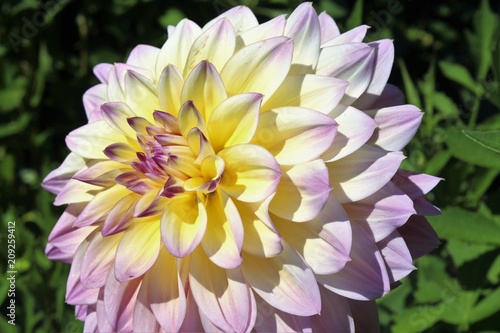 Fototapeta Naklejka Na Ścianę i Meble -  Beautiful Dahlia flowers blooming in a garden