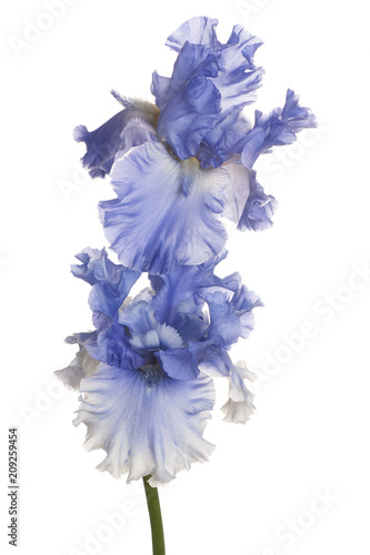 Fototapeta Naklejka Na Ścianę i Meble -  iris flower isolated