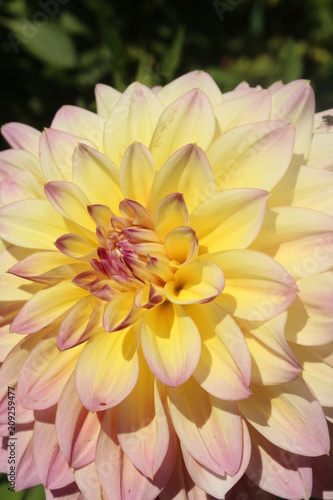 Fototapeta Naklejka Na Ścianę i Meble -  Beautiful Dahlia flowers blooming in a garden