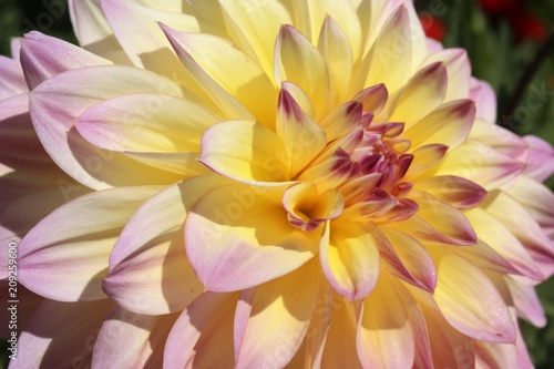 Fototapeta Naklejka Na Ścianę i Meble -  Beautiful Dahlia flowers blooming in a garden