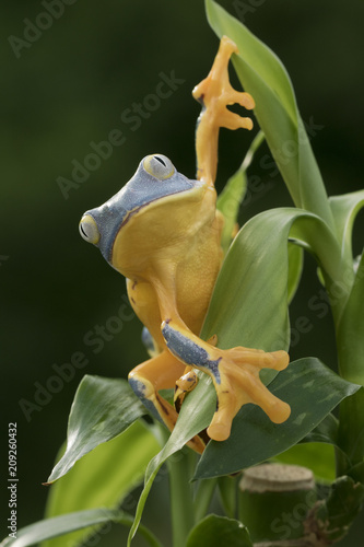 Juvenile Splendid Leaf Frog in Rainforest photo