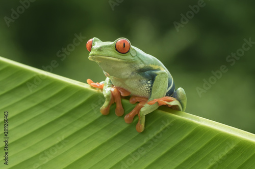 Red-eyed Tree frog (Agalychnis callidryas) in Rainforest