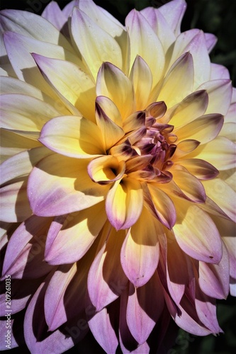 Fototapeta Naklejka Na Ścianę i Meble -  Beautiful Dahlia flowers blooming in a garden
