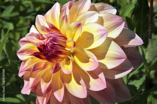 Fototapeta Naklejka Na Ścianę i Meble -  Beautiful Dahlia flowers blooming in a garden