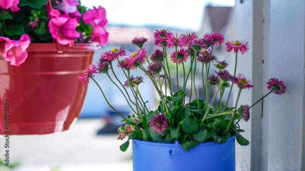 Pink flowers in blue flowerpot Pink flowers in blue flowerpot