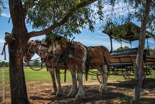 Team of Horses Resting in Shade, Hunter Valley, NSW, Australia