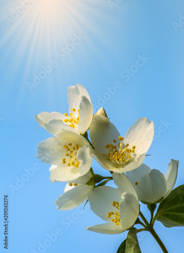 White jasmine tree belongs to the genus Jasminum that numbering around 200 species. Selective focus. Image slightly toned for inspiration of retro style