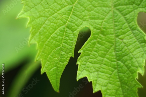 Green grape leaf closeup.