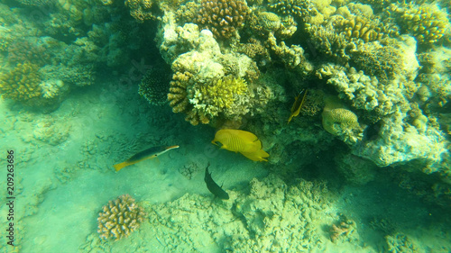 Fish of the Red Sea. Multicolored fish swim over the corals