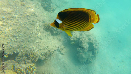 Fish of the Red Sea. Multicolored fish swim over the corals