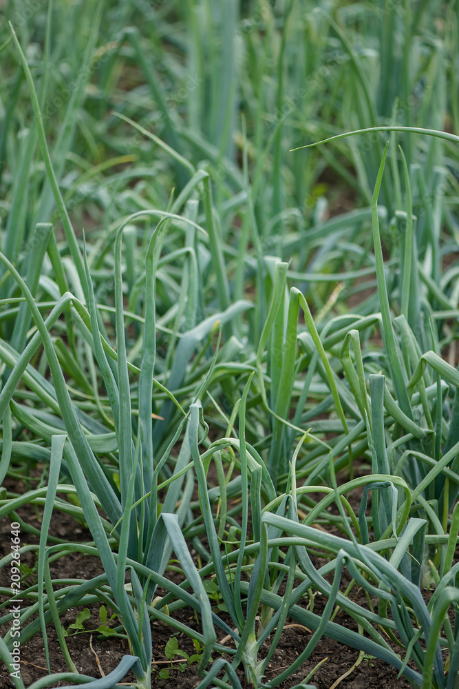 Obraz premium spring onion organically farmed 