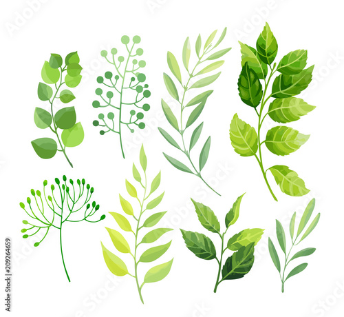 Green leaves set isolated on white background. Vector illustration.