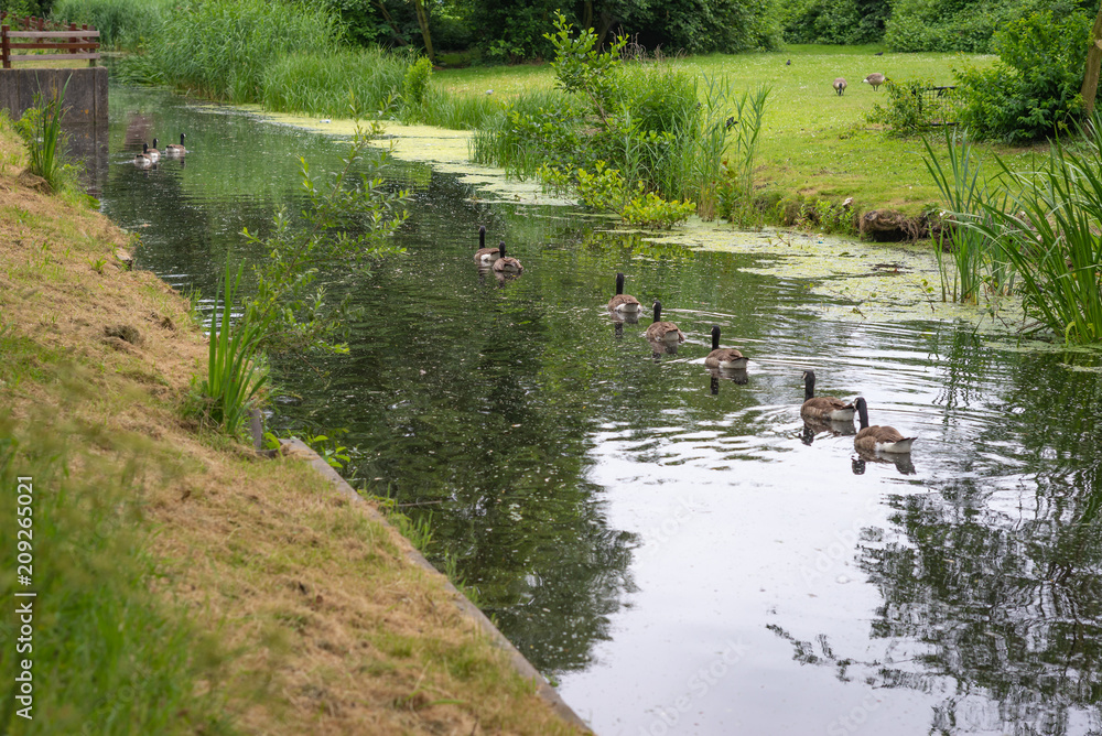 Group of ducks swimming through channels in the one of many parks in Hague, Netherlands Group of ducks swimming through channels in the one of many parks in Hague, Netherlands