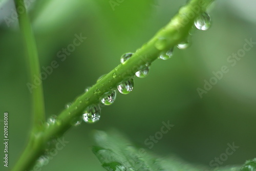 many drops of rain on the green branch of the plant close up