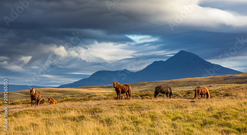 Icelandic horses sunset