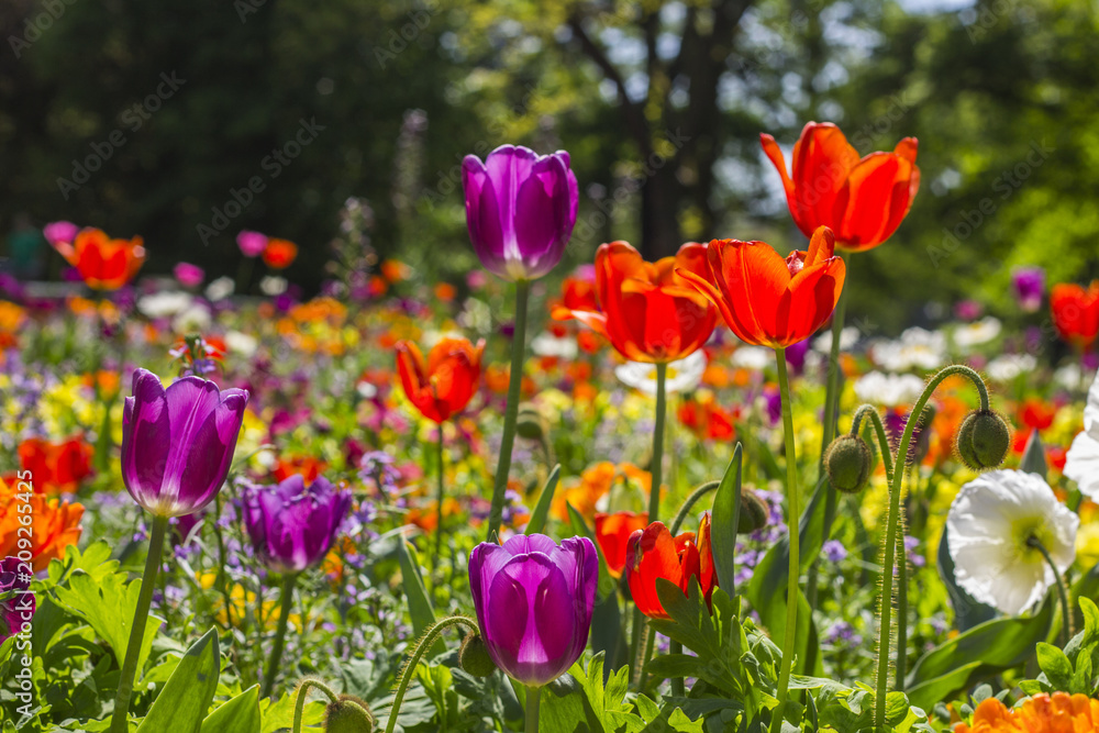 Fototapeta premium Blumen Zoo Karlsruhe
