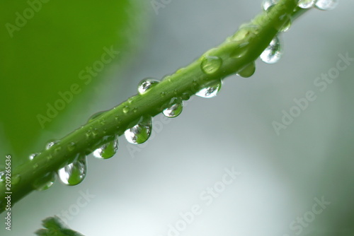 many drops of rain on the green branch of the plant close up
