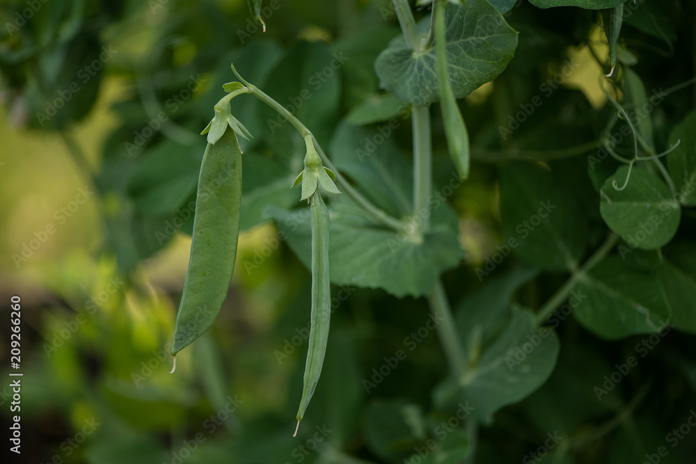 Selective focus on fresh bright green pea pods on a pea plants in a garden. Growing peas outdoors and blurred background. Selective focus on fresh bright green pea pods on a pea plants in a garden. Growing peas outdoors and blurred background.