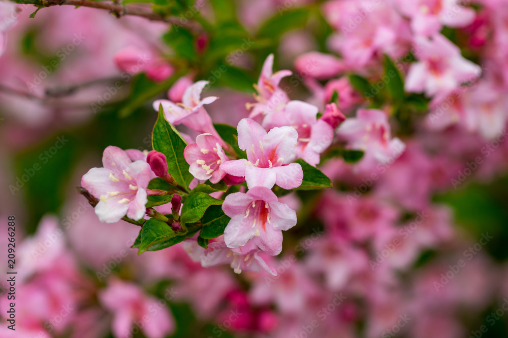 Beautiful nature scene with blooming tree. Spring flowers. Springtime Beautiful nature scene with blooming tree. Spring flowers. Springtime
