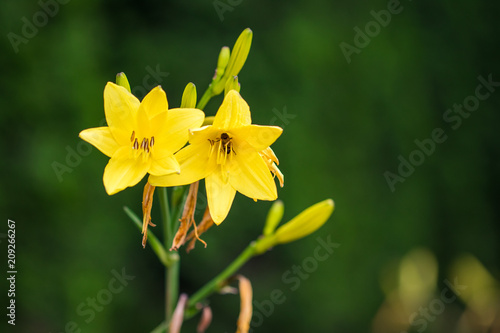 Vibrant yellow lilies in a summer garden