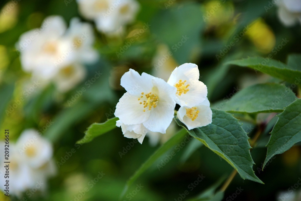 Flowers of white jasmine in the garden close-up. Flowers of white jasmine in the garden close-up.