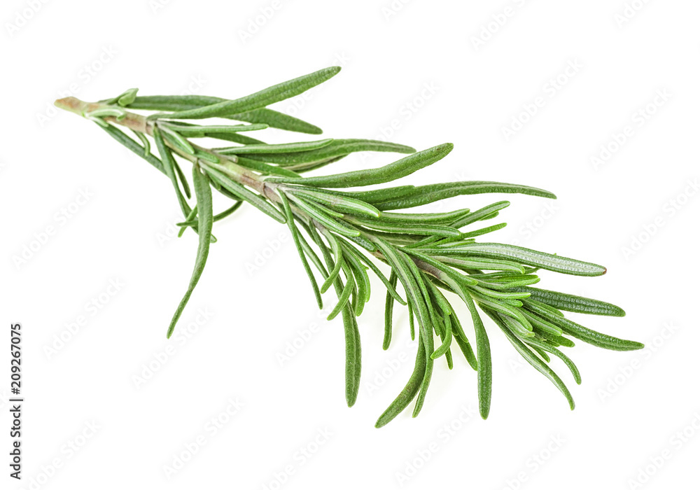 Rosemary on white background Rosemary on white background