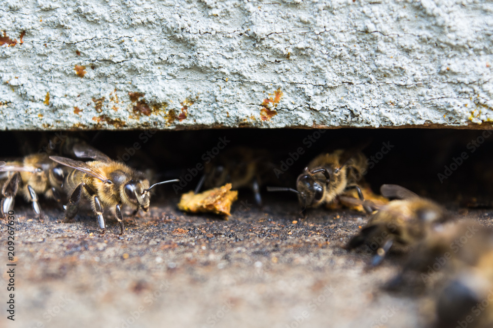 Lugo, Spain - August 2017: Bees inside a hive Lugo, Spain - August 2017: Bees inside a hive