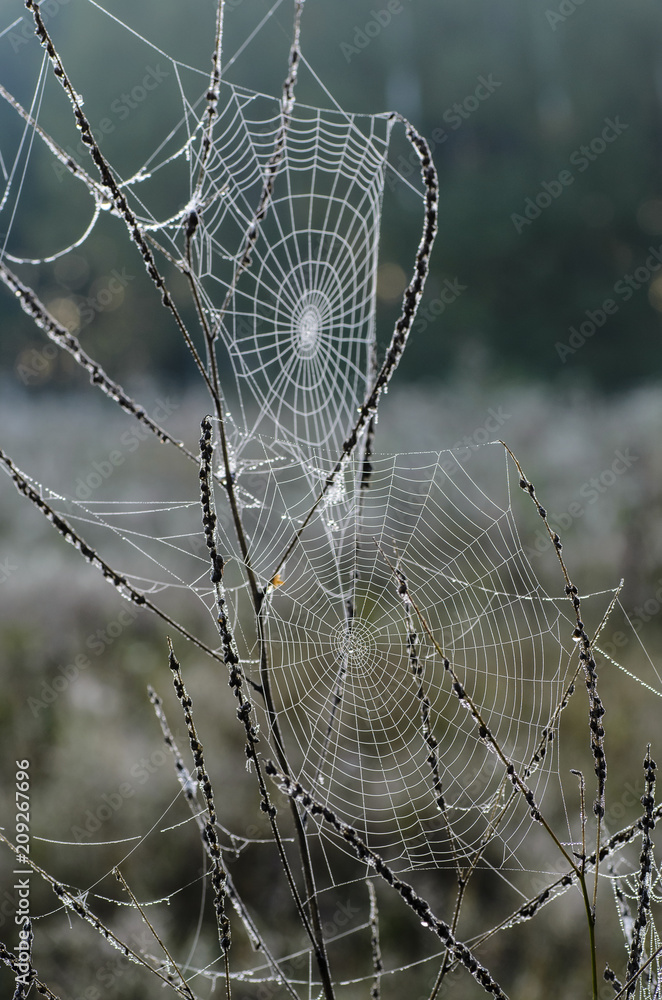 Double cobweb in the early morning