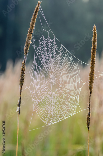 The web between tall grass stems